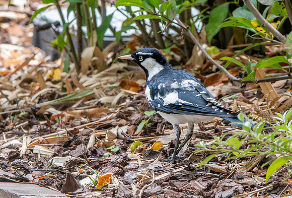 Magpie Lark