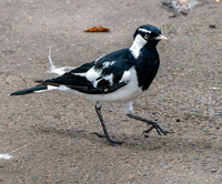 Magpie Lark