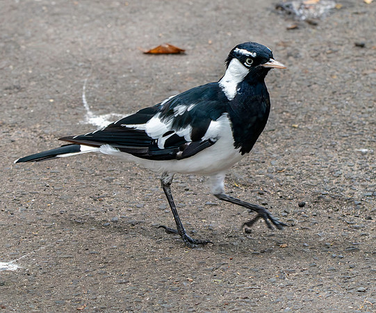 Magpie Lark