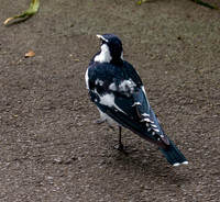 Magpie Lark