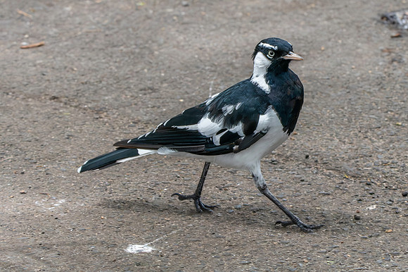 Magpie Lark