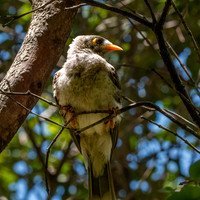 Noisy miner