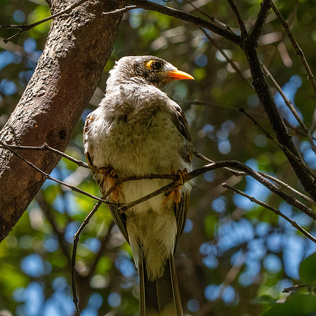 Noisy miner