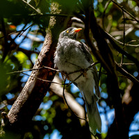 Noisy miner