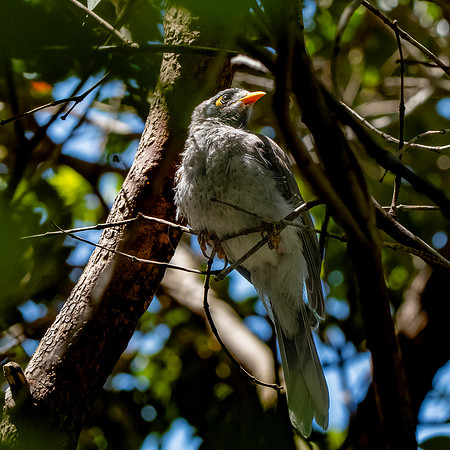 Noisy miner