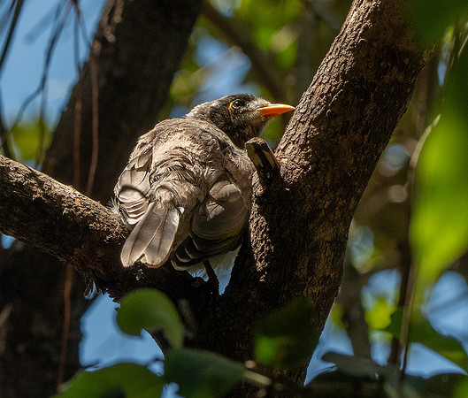 Noisy miner