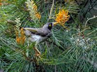 Noisy miner