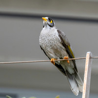 Noisy miner