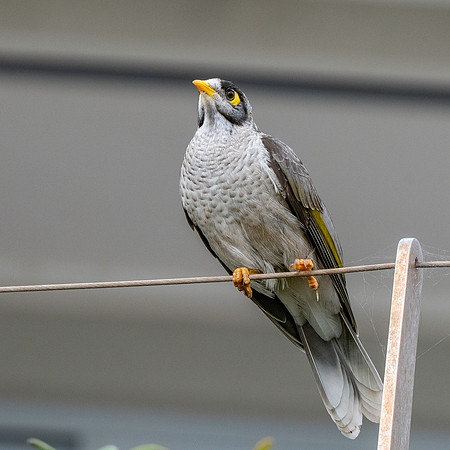 Noisy miner