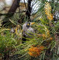 Noisy miner