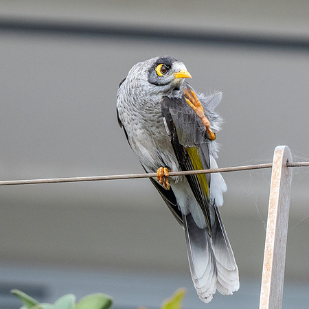 Noisy miner