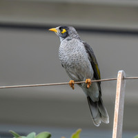 Noisy miner
