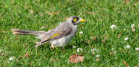 Noisy miner
