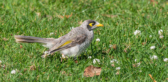 Noisy miner