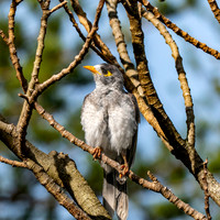 Noisy miner