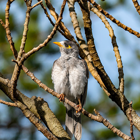 Noisy miner