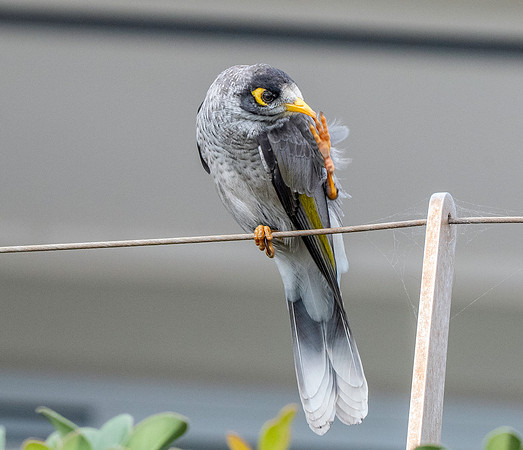 Noisy miner