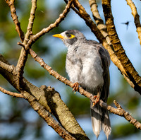 Noisy miner