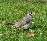 Noisy miner
