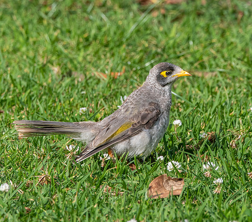 Noisy miner