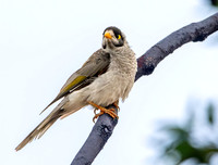 Noisy miner