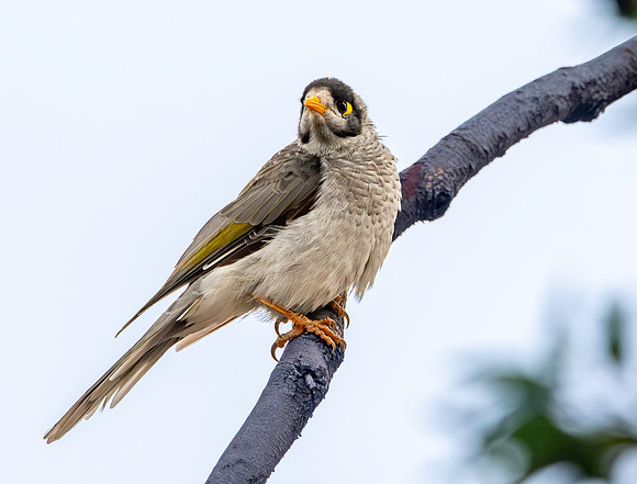 Noisy miner