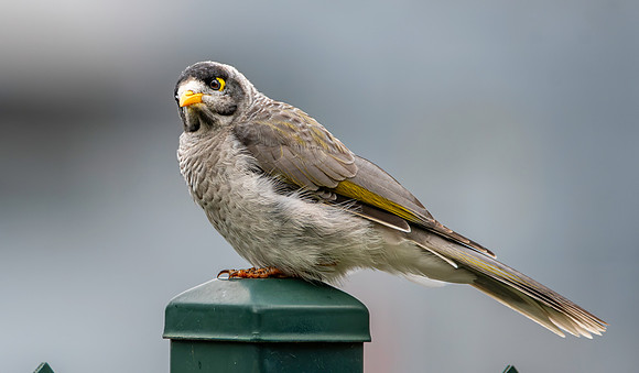 Noisy miner