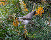 Noisy miner