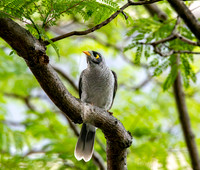 Noisy miner