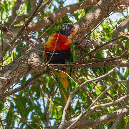 Rainbow / Swainson's lorikeet