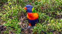 Rainbow / Swainson's lorikeet