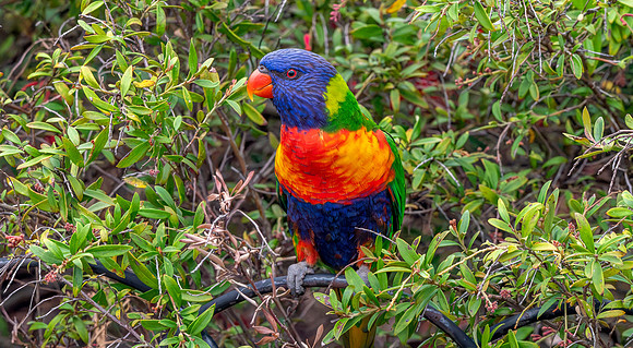 Rainbow / Swainson's lorikeet