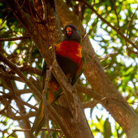 Rainbow / Swainson's lorikeet