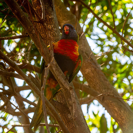 Rainbow / Swainson's lorikeet