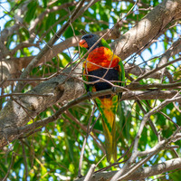 Rainbow / Swainson's lorikeet