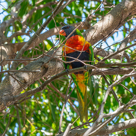 Rainbow / Swainson's lorikeet