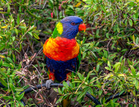 Rainbow / Swainson's lorikeet
