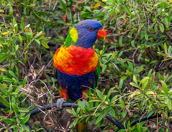Rainbow / Swainson's lorikeet
