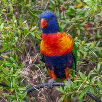 Rainbow / Swainson's lorikeet