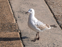 Silver gull, juvenile