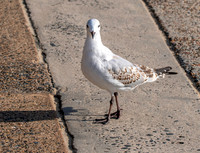 Silver gull, juvenile