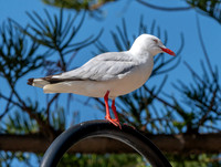 Silver gull