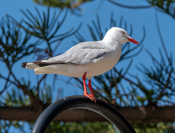 Silver gull