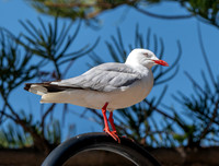 Silver gull