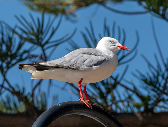 Silver gull