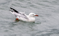 Silver gull