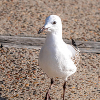 Silver gull, juvenile