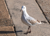 Silver gull, juvenile