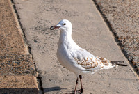 Silver gull, juvenile