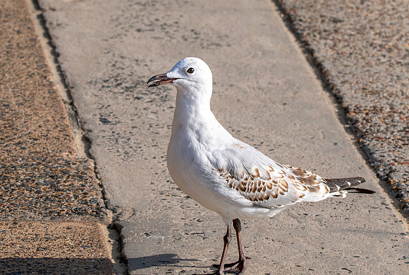 Silver gull, juvenile